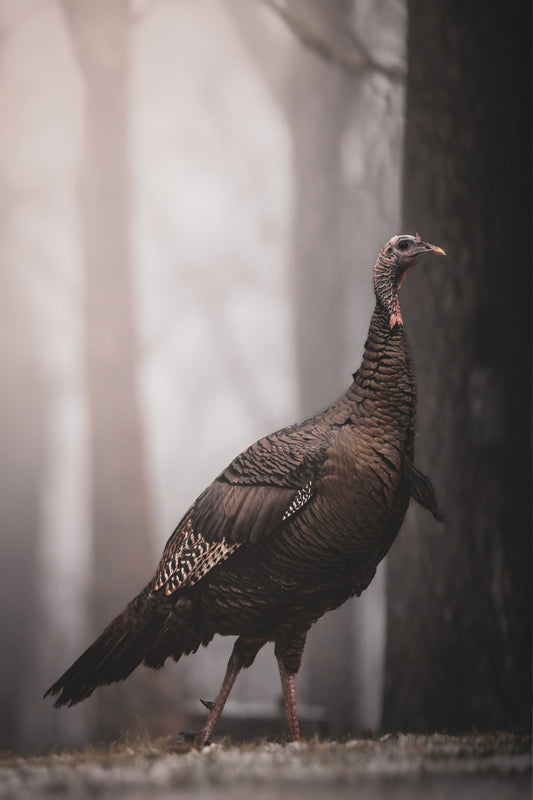 Portrait of the Wild Turkey