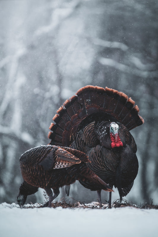 The King & Queen of Winter